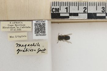 Media type: image;   Entomology 791097 Aspect: Labels